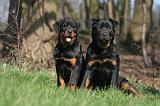 ROTTWEILER 502